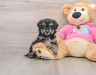 5 week old Poochon Puppy For Sale - Simply Southern Pups