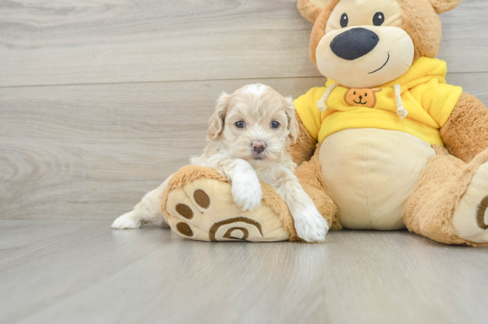 7 week old Poochon Puppy For Sale - Simply Southern Pups