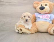 6 week old Poochon Puppy For Sale - Simply Southern Pups