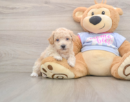 6 week old Poochon Puppy For Sale - Simply Southern Pups