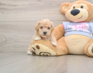 6 week old Poochon Puppy For Sale - Simply Southern Pups