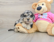 5 week old Poochon Puppy For Sale - Simply Southern Pups