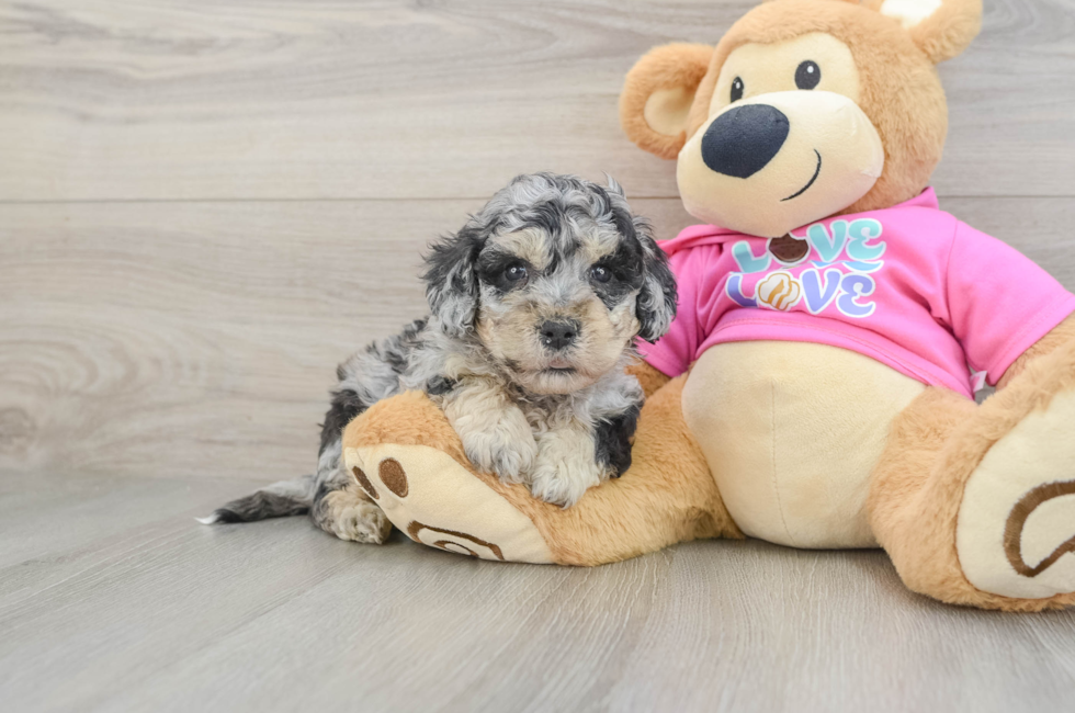 5 week old Poochon Puppy For Sale - Simply Southern Pups