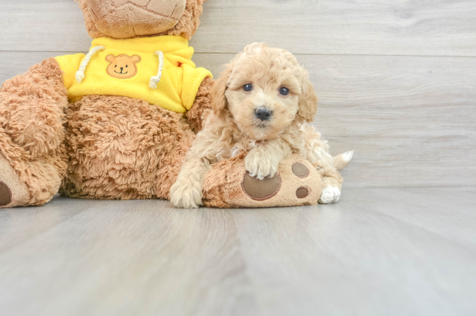 8 week old Poochon Puppy For Sale - Simply Southern Pups