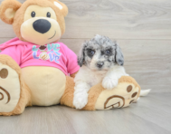 5 week old Poochon Puppy For Sale - Simply Southern Pups