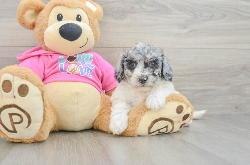 5 week old Poochon Puppy For Sale - Simply Southern Pups