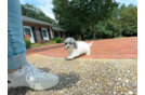 Best Poochon Baby