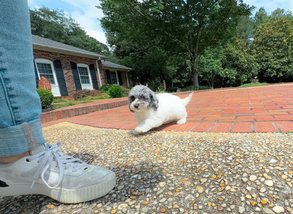 Best Poochon Baby