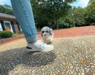11 week old Poochon Puppy For Sale - Simply Southern Pups