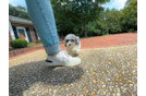 Cute Poochon Poodle Mix Pup