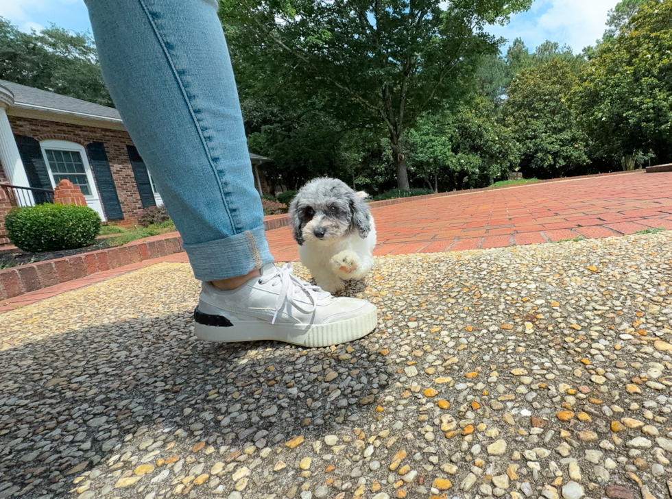 Cute Poochon Poodle Mix Pup