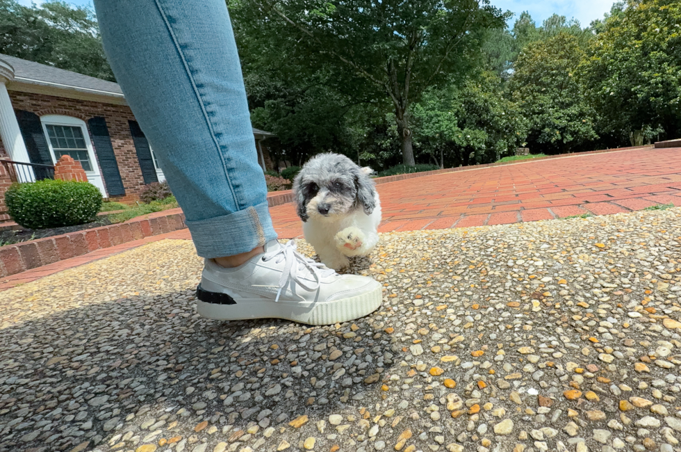 11 week old Poochon Puppy For Sale - Simply Southern Pups
