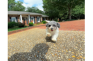 Cute Poochon Poodle Mix Pup