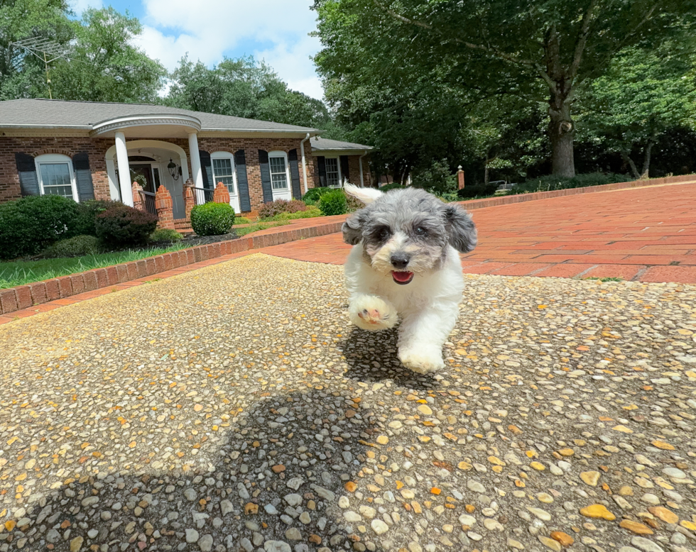 Cute Poochon Poodle Mix Pup