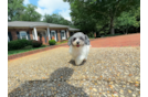 Cute Bichpoo Poodle Mix Puppy