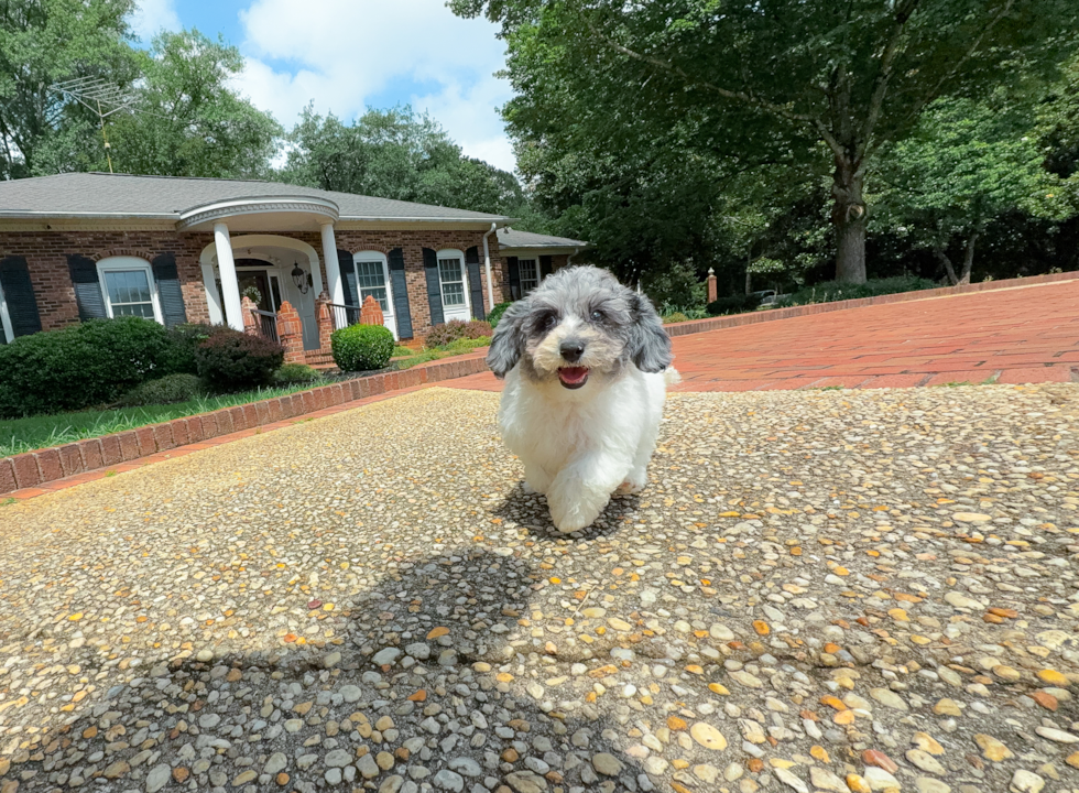 Cute Bichpoo Poodle Mix Puppy
