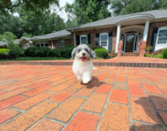 10 week old Poochon Puppy For Sale - Simply Southern Pups