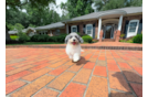 Cute Poochon Poodle Mix Pup