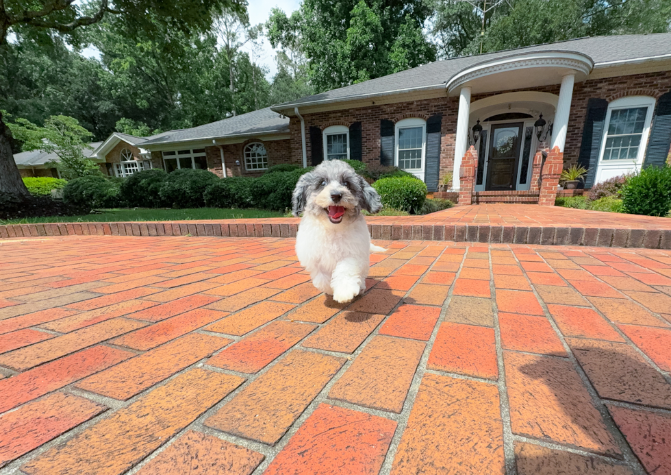 Cute Poochon Poodle Mix Pup