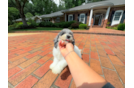 Cute Poochon Baby
