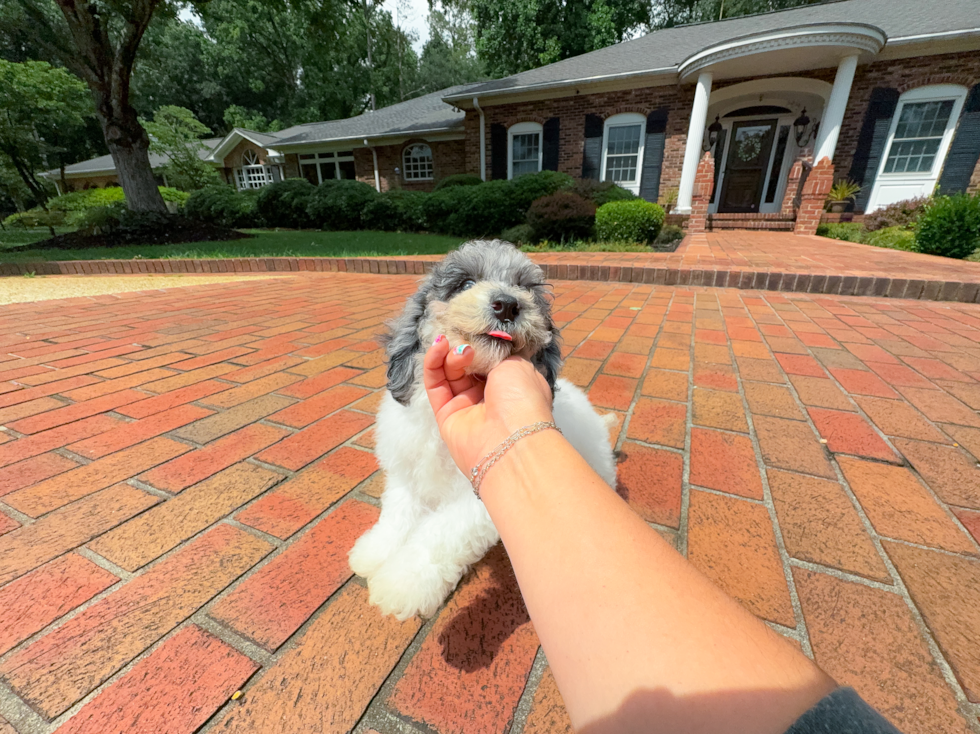 Cute Poochon Baby