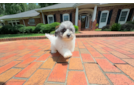 Cute Poochon Poodle Mix Pup