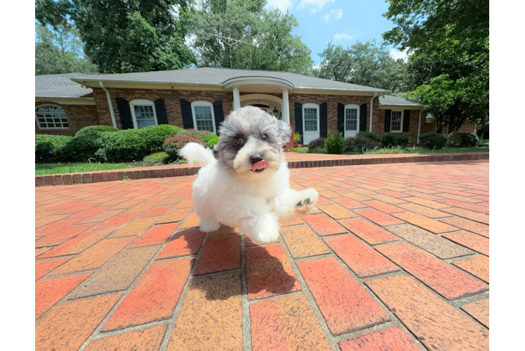 Cute Bichpoo Poodle Mix Puppy