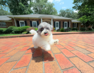 11 week old Poochon Puppy For Sale - Simply Southern Pups