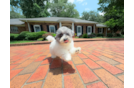 Cute Bichpoo Poodle Mix Puppy