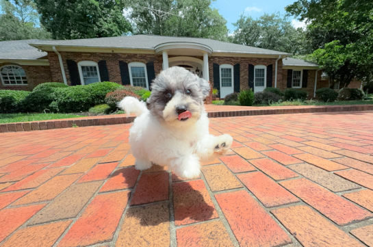 Cute Bichpoo Poodle Mix Puppy
