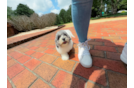 Poochon Puppy for Adoption