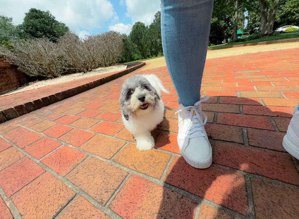 Poochon Puppy for Adoption
