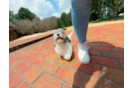 Cute Poochon Baby
