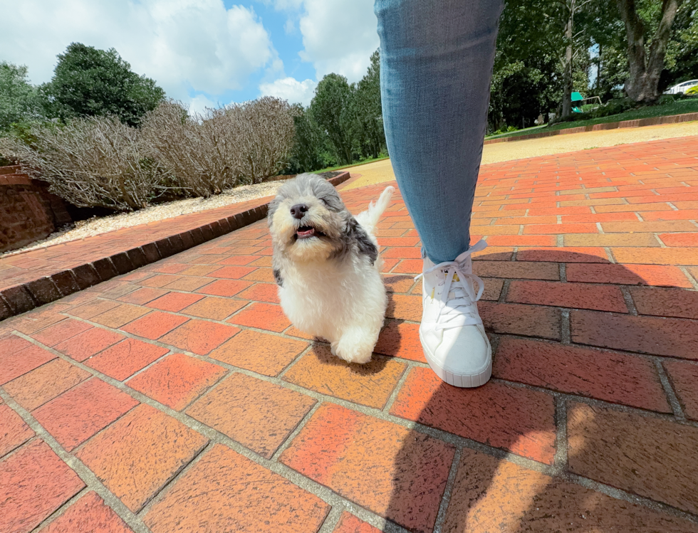 Cute Poochon Baby