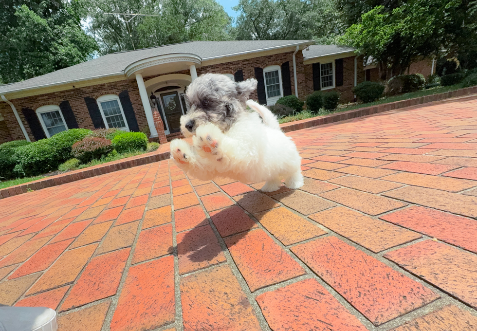 Poochon Pup Being Cute