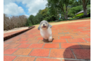 Poochon Pup Being Cute