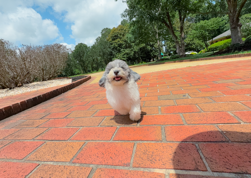 Poochon Pup Being Cute
