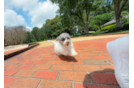 Cute Poochon Poodle Mix Pup
