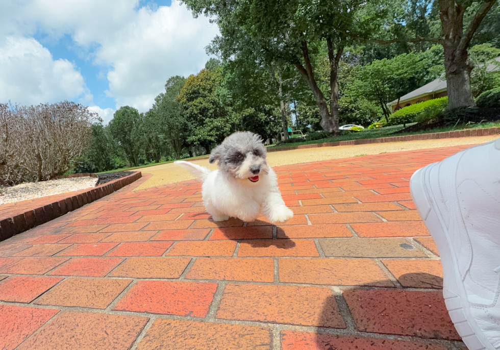 Cute Poochon Poodle Mix Pup