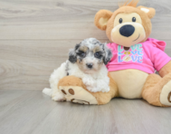 7 week old Poochon Puppy For Sale - Simply Southern Pups