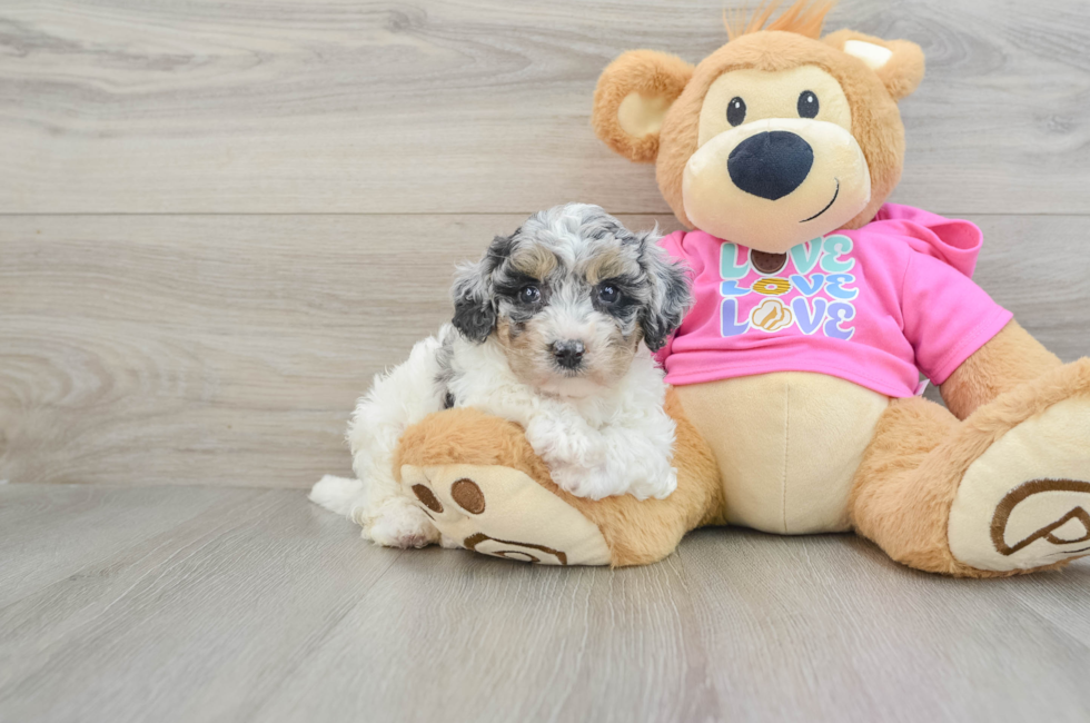 7 week old Poochon Puppy For Sale - Simply Southern Pups