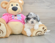 5 week old Poochon Puppy For Sale - Simply Southern Pups