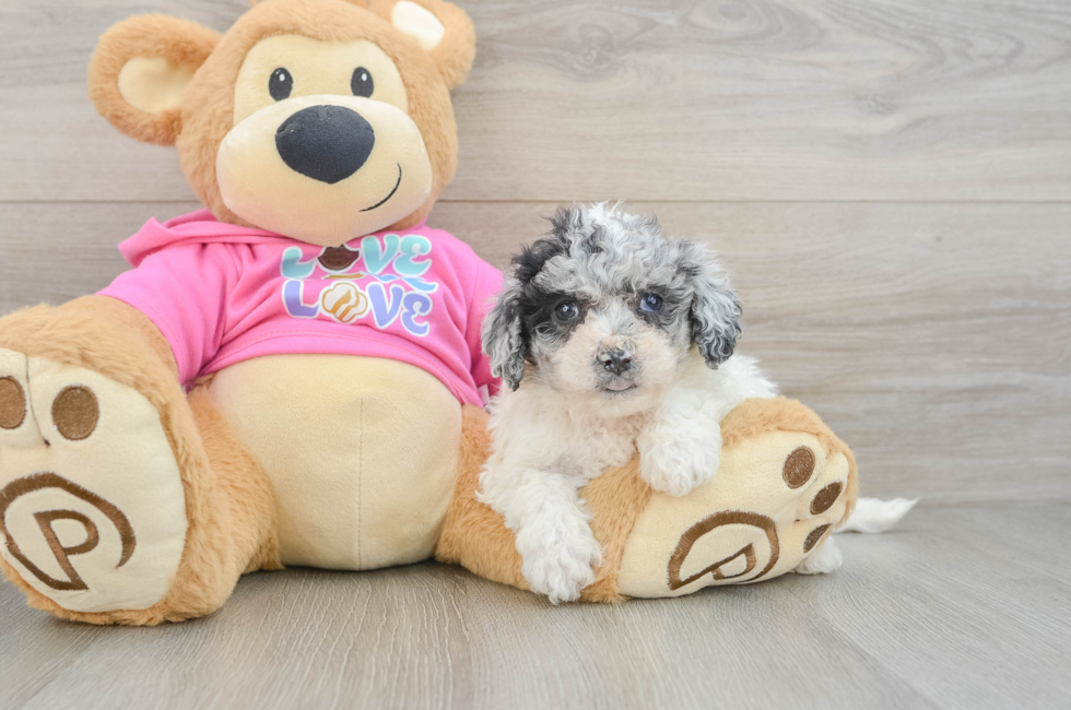 5 week old Poochon Puppy For Sale - Simply Southern Pups