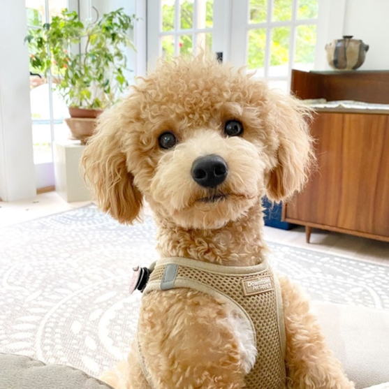 Poochon Puppy For Sale - Simply Southern Pups