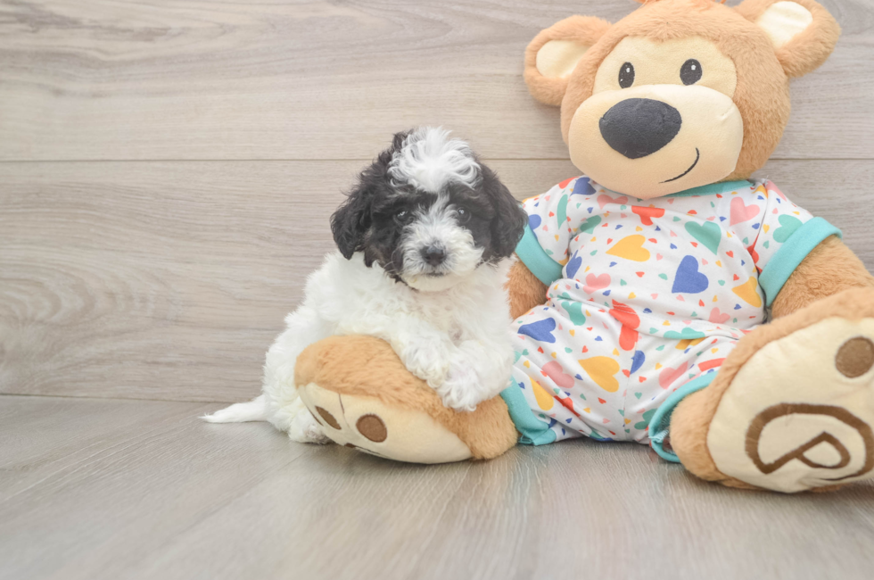 5 week old Poochon Puppy For Sale - Simply Southern Pups