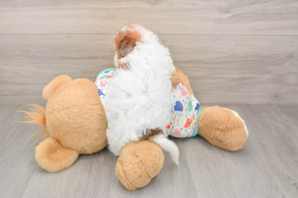Poochon Pup Being Cute