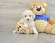 8 week old Poochon Puppy For Sale - Simply Southern Pups