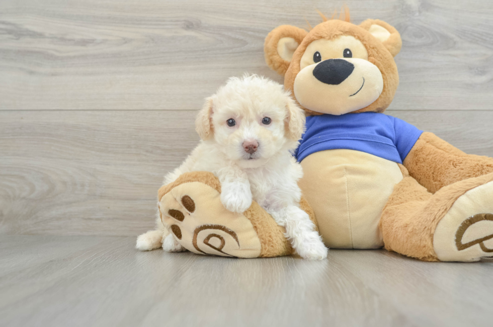 8 week old Poochon Puppy For Sale - Simply Southern Pups