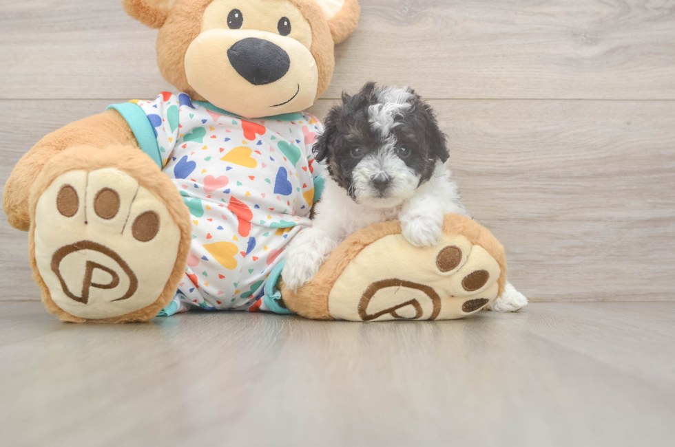 5 week old Poochon Puppy For Sale - Simply Southern Pups