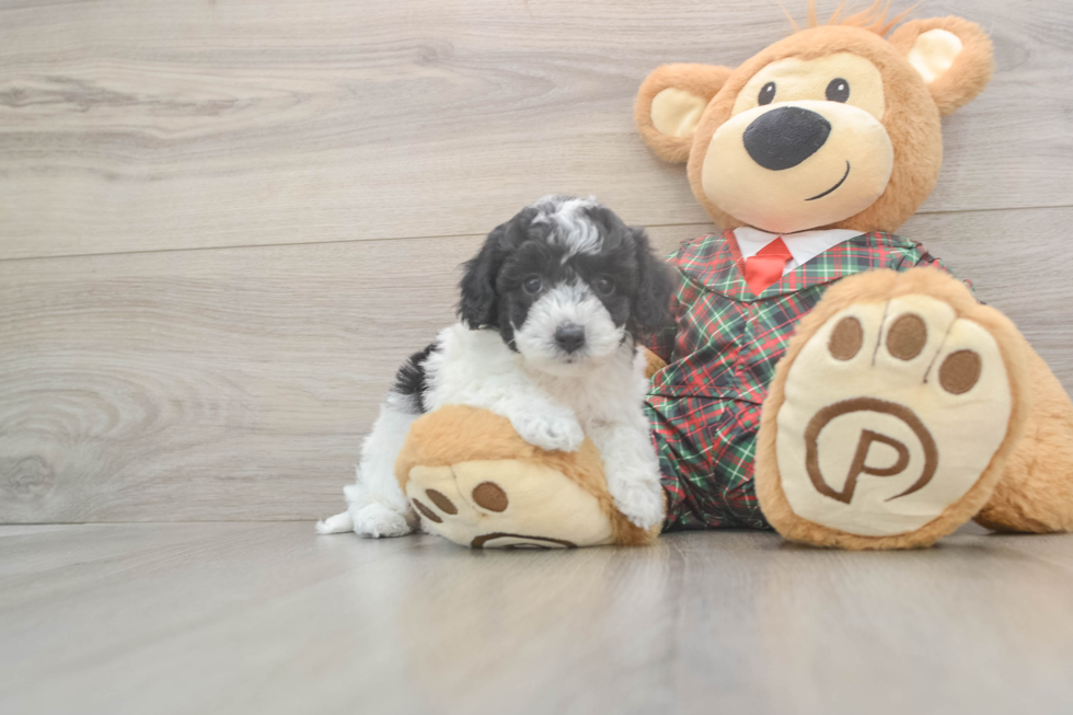 Adorable Bichpoo Poodle Mix Puppy